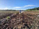 Investigación de trigo en el IPTA Yhovy