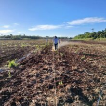 Investigación de trigo en el IPTA Yhovy