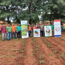 IPTA instala Parcela Semillera de Piña en Escuela Agrícola San Pedro de Santa Rosa