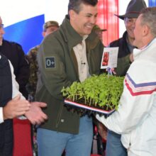 IPTA entrega 4.224 plantines de tomate a productores de La Colmena, Paraguarí