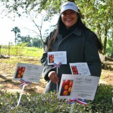 Entrega de plantines de tomate nacional de la variedad TMT 106 PAR, marca un hito en la producción agropecuaria nacional, Ñeembucú, Canindeyú y Concepción entre los departamentos beneficiados.